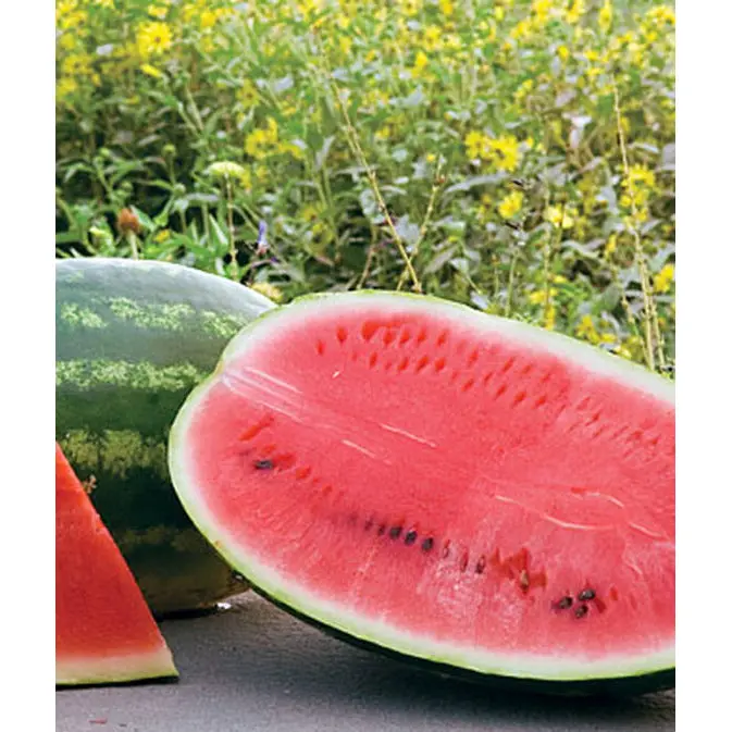 Allsweet Watermelon Seeds – Organic, Crisp, Deep-Red Flesh Variety 1