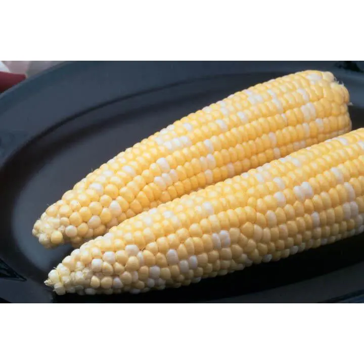 Ambrosia Hybrid Sweet Corn Seeds – Dual-Color Kernels, Superior Sweetness & Vigor, 9921002 1