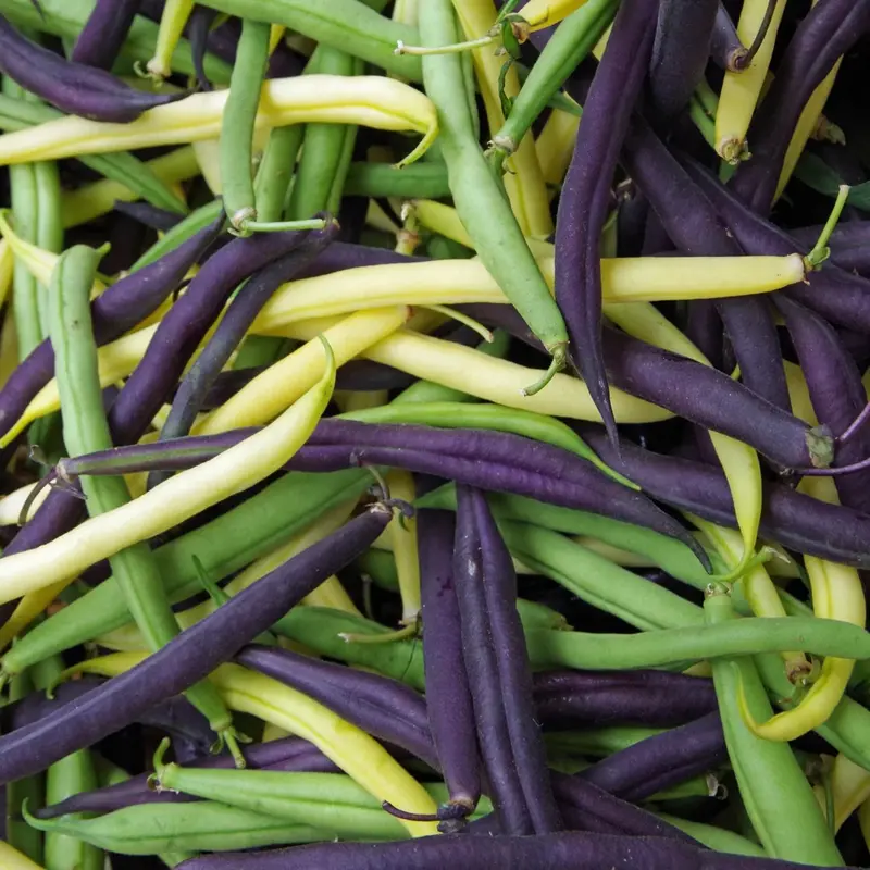 American Blend Bush Bean Seeds (Multi-Variety, Easy-Growing Mix) 1