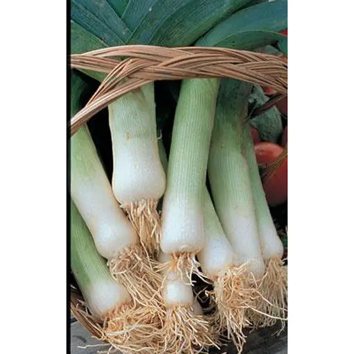 American Flag Leek Seeds – Sturdy, Cold-Hardy, Bunching Allium For Year-Round Use 1