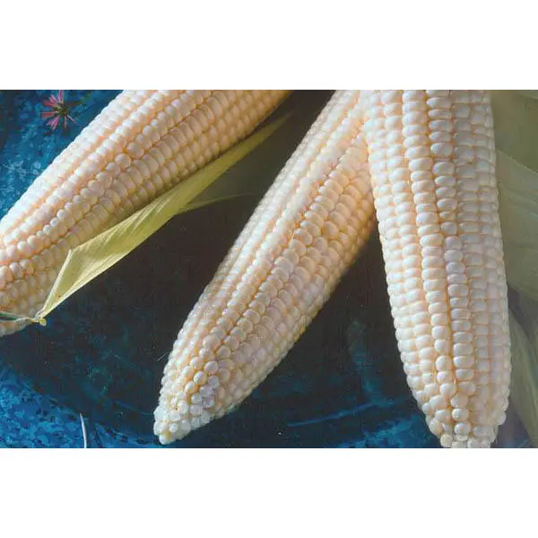 Argent White Sweet Corn Seeds – Bicolor, Early-Maturing, Cold-Tolerant Hybrid 1
