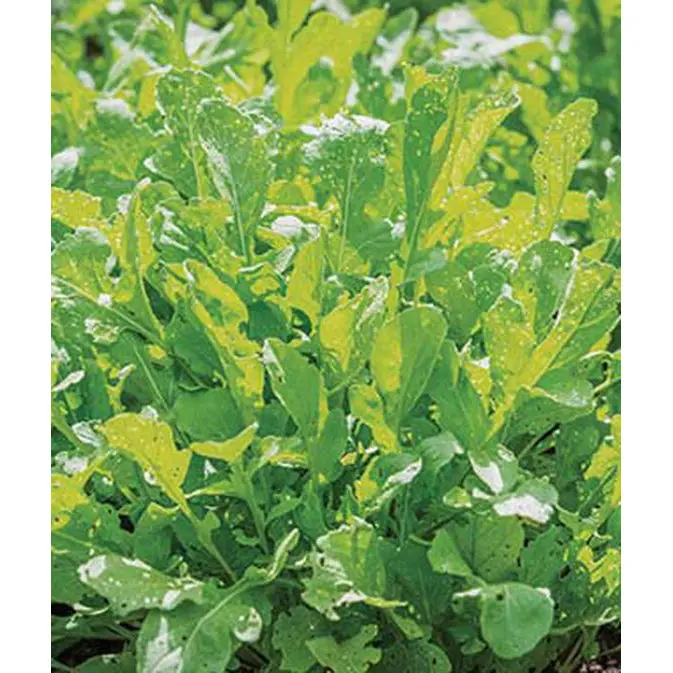 Arugula (Rocket) Seeds – Peppery Microgreen & Salad Green Blend 1