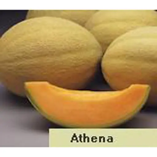 Athena Hybrid Cantaloupe Seeds – Disease-Resistant, Early, Uniform Netted Melon 1
