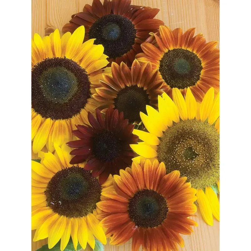 Autumn Beauty Sunflower Seeds – Organic Mix For Colorful, Multi-Height Displays 1