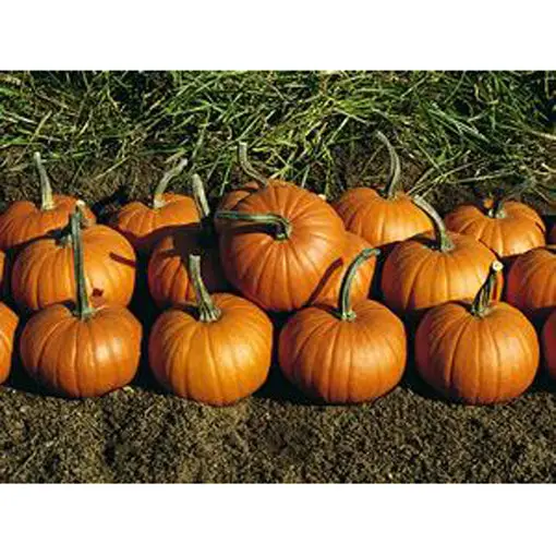 Baby Bear Pumpkin Seeds – Small, Sweet, Pie-Grade, Early-Maturing Winter Squash 1