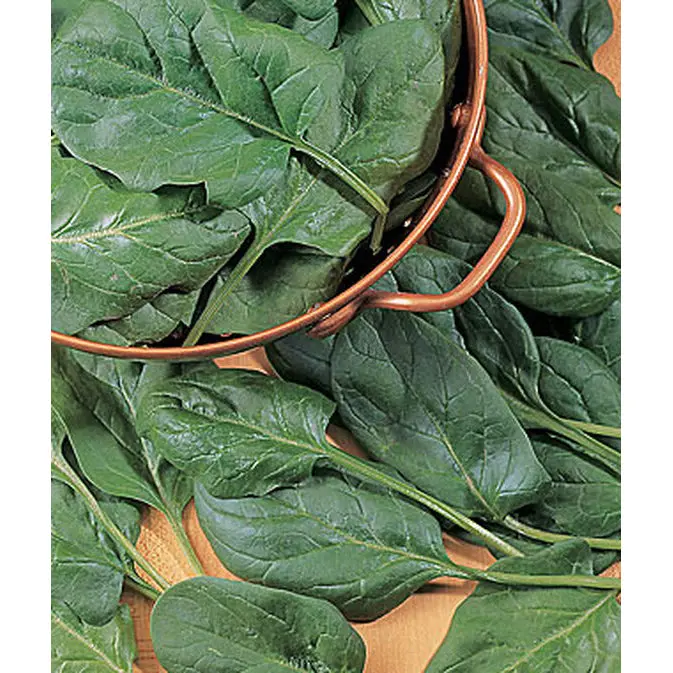 Baby’S Leaf Spinach Seeds – Tender Hybrid Greens For Salads 1