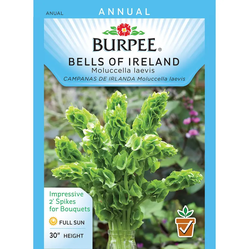 Bells Of Ireland (Moluccella Laevis) Seeds – Fragrant Spire Flowers, 41352 1