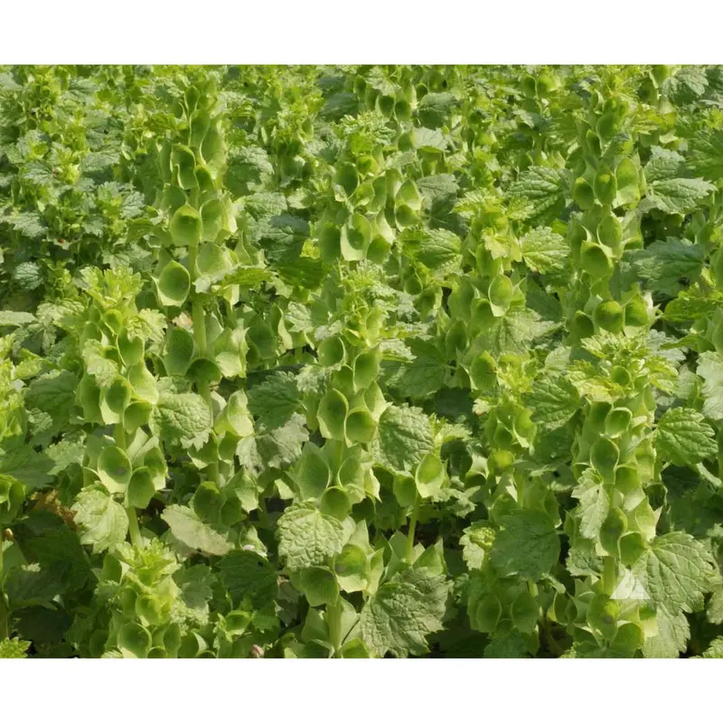 Bells Of Ireland Seeds – Unique Green Bell-Shaped Calyxes For Cutting 1