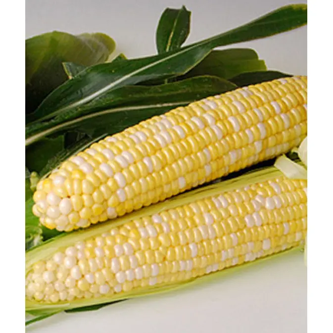 Bi-Licious Sweet Corn Seeds – Value Pack (250 Seeds) 1