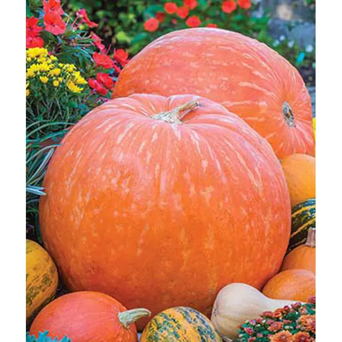 Big Max Pumpkin Seeds – Giant, Thick-Rinded Exhibition & Cooking Pumpkin 1