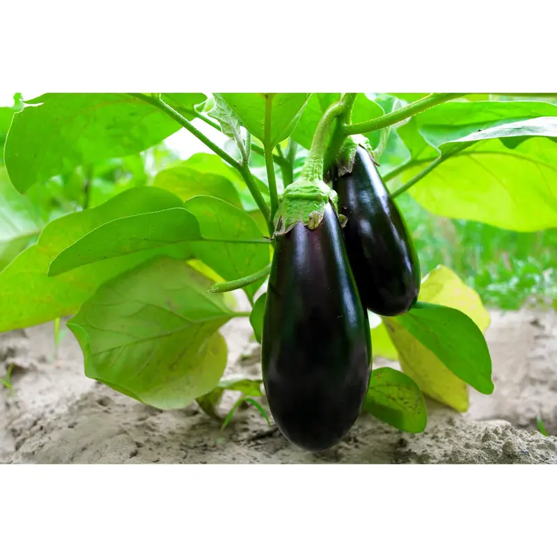 Black Beauty Eggplant Seeds – Classic, High-Yielding Globe-Type Heirloom 1