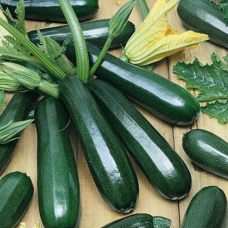 Black Coral Zucchini Seeds (Dark Skinned, High-Yield Hybrid) 1