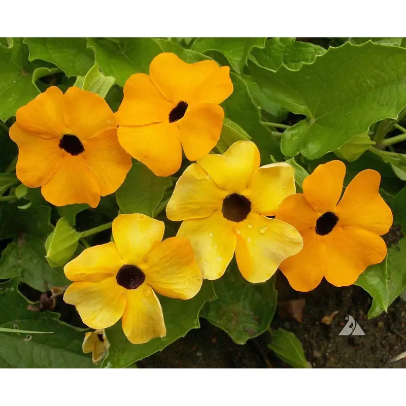 Black-Eyed Susan Vine Seeds – Twining Climber With Cheerful Yellow-And-Black Blossoms 1