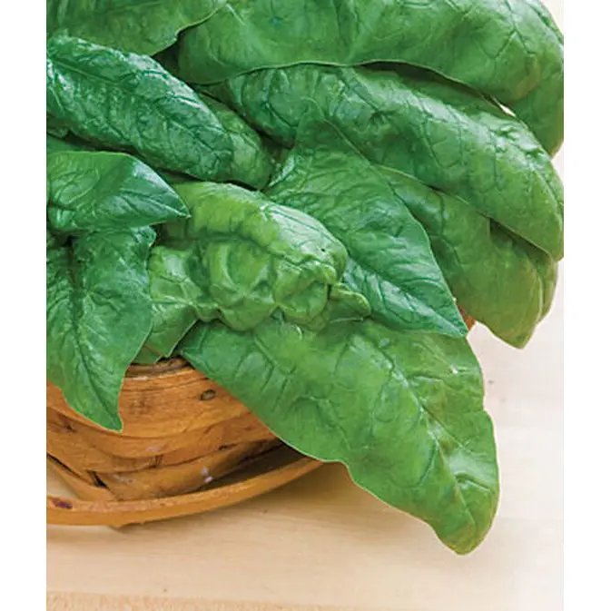 Bloomsdale Long Standing Spinach Seeds – Slow-Bolting, Savoyed Leaf Variety 1