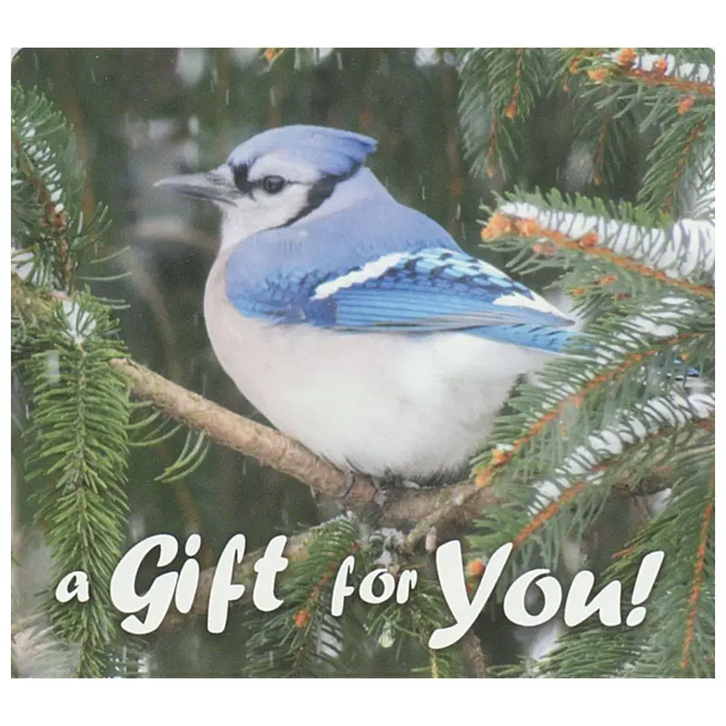 Blue Jay In Snow-Themed Good’S Store Gift Card Design 1