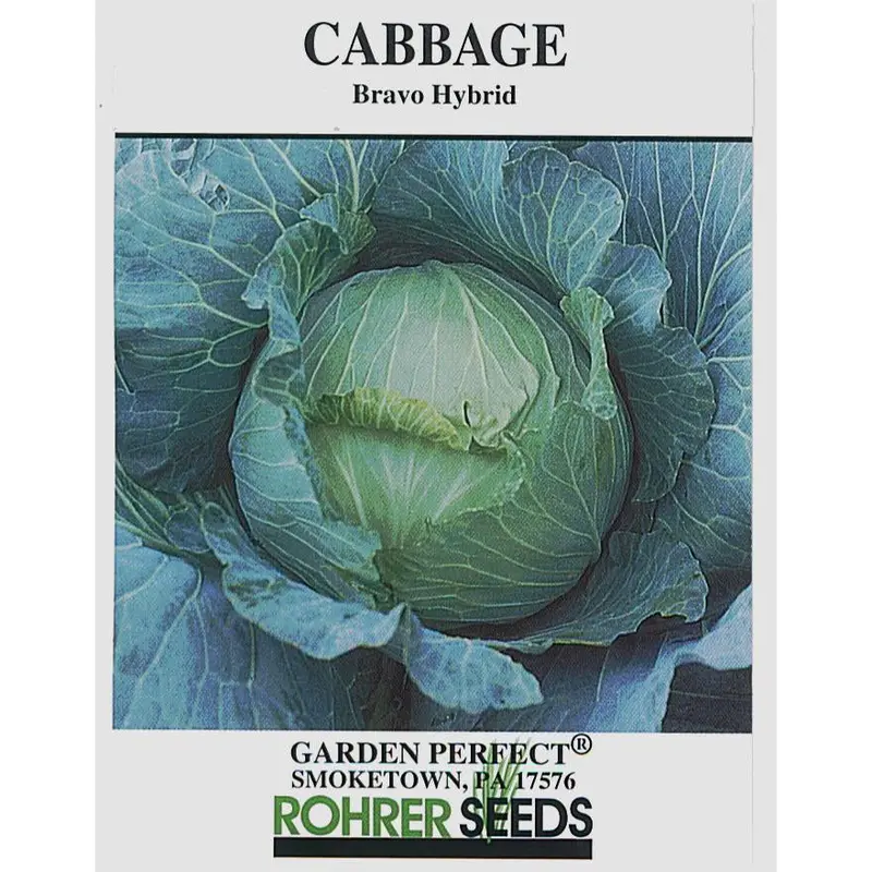 Bravo Hybrid Cabbage Seeds – High-Yield, Disease-Resistant Variety 1