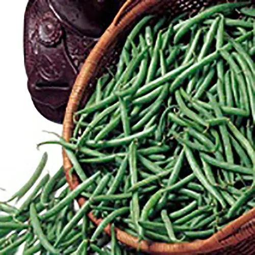 Bronco Pole Bean Seeds – Disease-Resistant, High-Yield Garden Variety 9918103 1