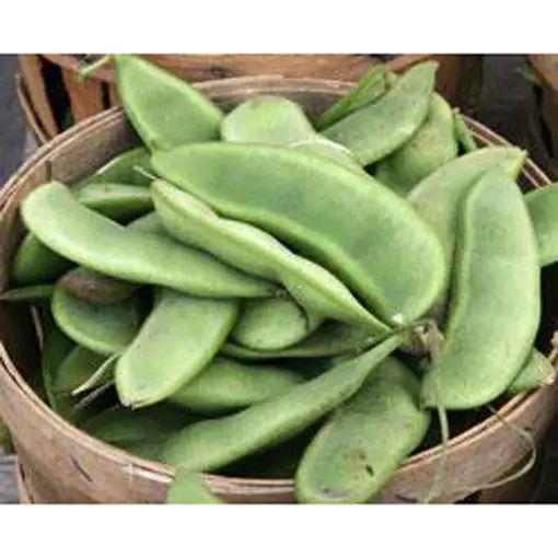 Burpee’S Improved Bush Lima Bean Seeds – Tender, Large-Seeded Butter Bean 1