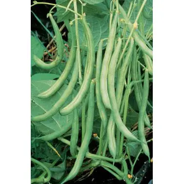 Burpee’S Stringless Green Bean Seeds – Compact Bush Variety For Home Gardens 1