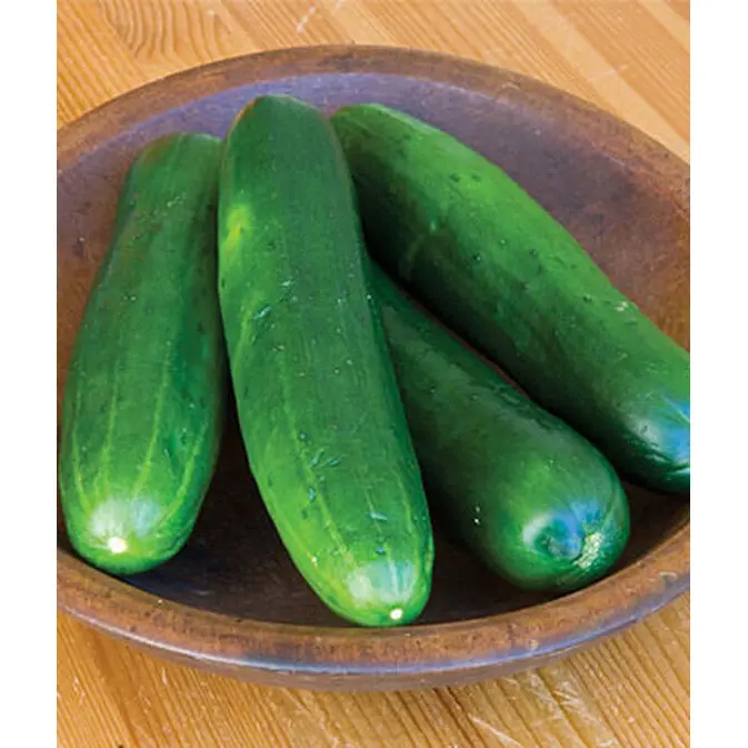 Burpless Beauty Cucumber Seeds – Crisp, Mild, Disease-Resistant Hybrid (Sku 52177) 1