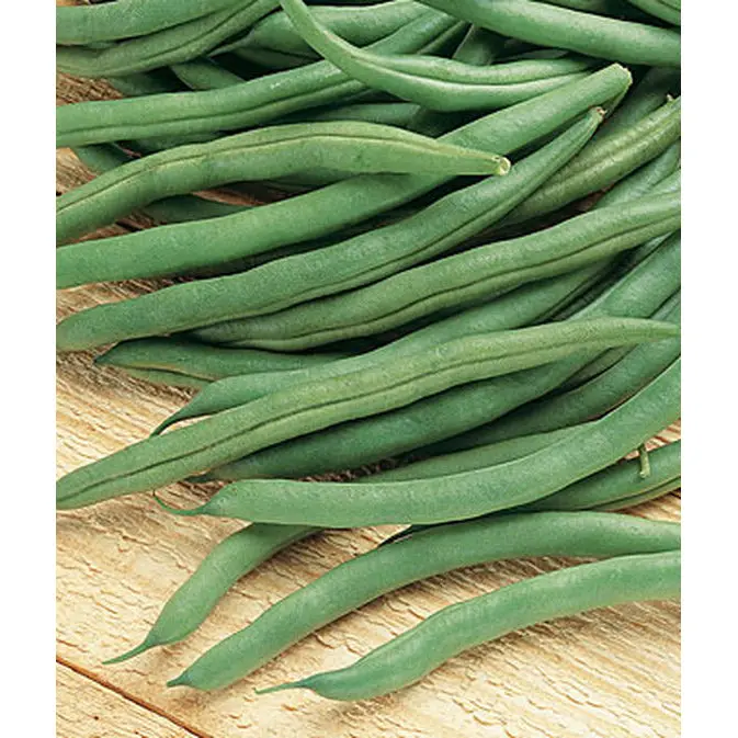 Bush Blue Lake 274 Green Bean Seeds – Value Bulk Pack (85G) 1