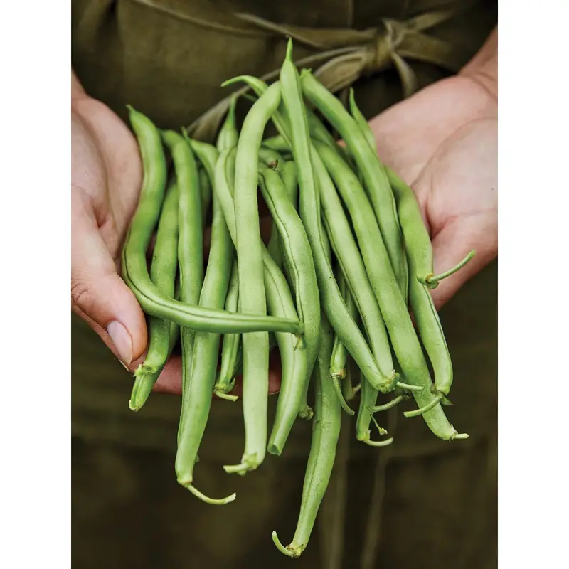 Bush Blue Lake Bean Seeds – Compact, Reliable Snap Bean For Small Spaces, 65367 1