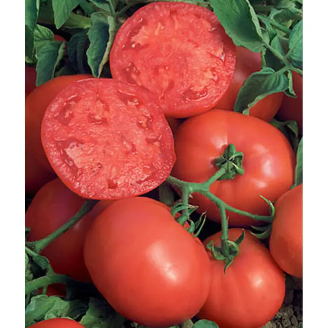 Bushsteak Tomato Seeds – High-Yield Determinate Hybrid For Containers 1