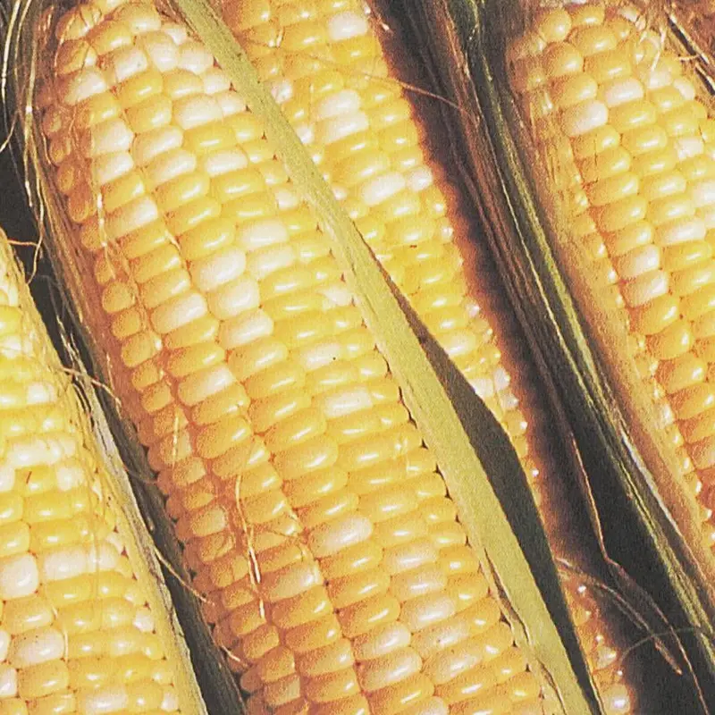 Butter & Sugar Bicolor Sweet Corn Seeds – Dual-Color Bi-Color Hybrid 1