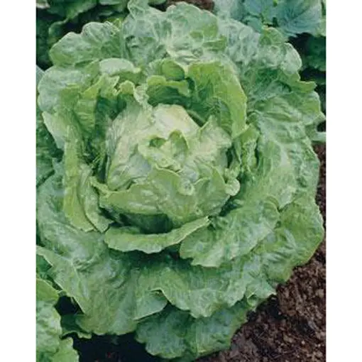 Buttercrunch Lettuce Seeds – Tender, Loose-Headed, Butterhead Classic 1