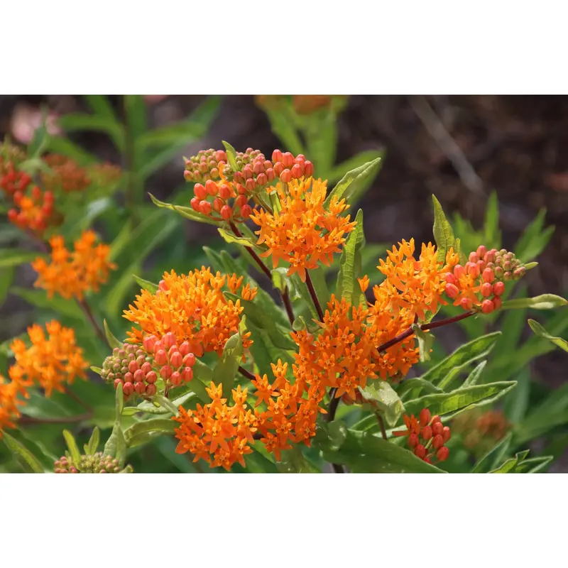 Butterfly Milkweed Seeds – Essential Host Plant For Monarch Caterpillars 1