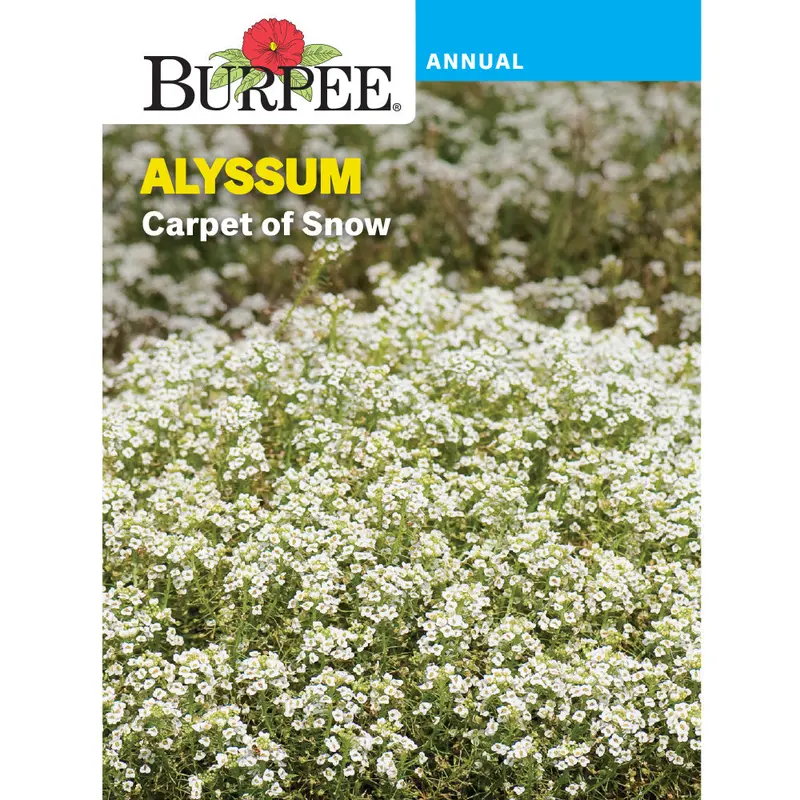 Carpet Of Snow Alyssum Seeds – Dense White Bloom Mat, Bee-Attracting, 43463 1