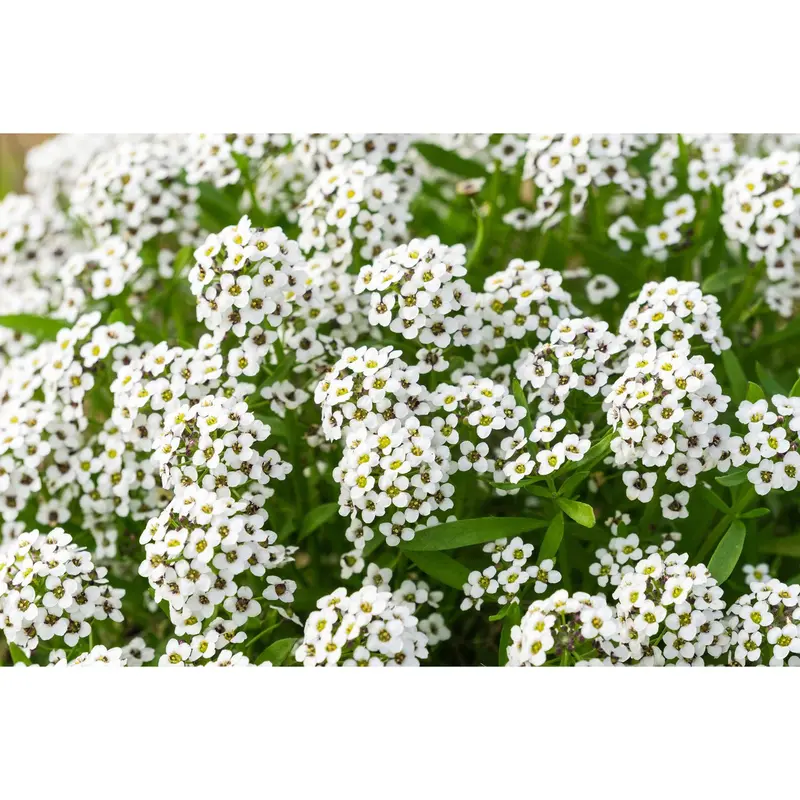 Carpet Of Snow Alyssum Seeds – Fragrant White Groundcover Flowers (9930200) 1