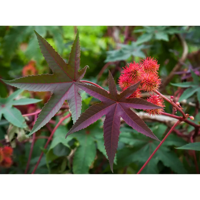 Castor Bean Seeds (Ricinus Communis) – Ornamental Tropical Plant Seeds 1