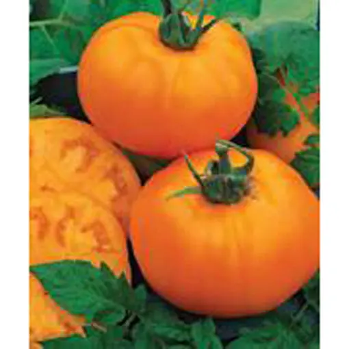 Chef’S Choice Orange Tomato Seeds – Flavorful Beefsteak-Style Hybrid (9912050) 1