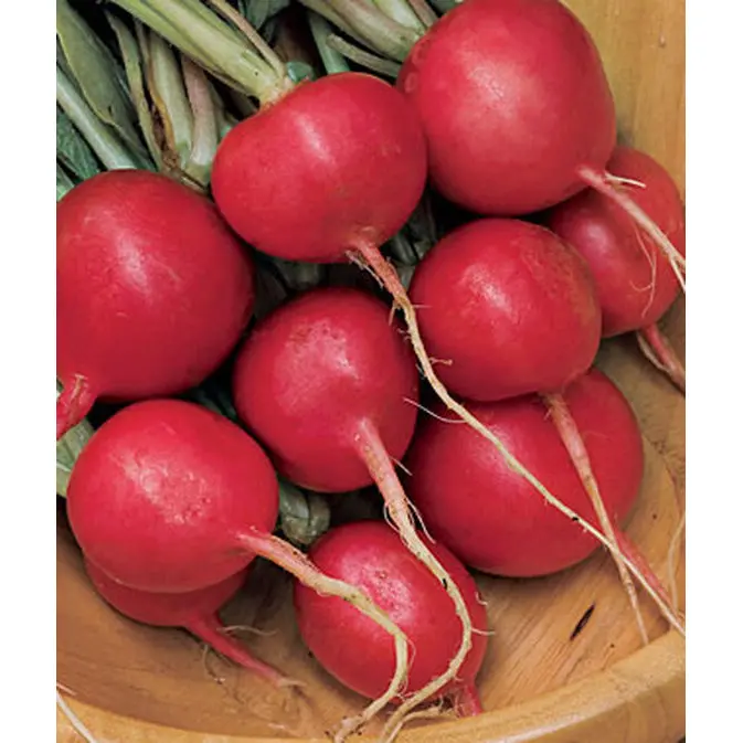 Cherry Belle Radish Seeds – Round, Scarlet-Red, Fast-Growing Spring Radish 1