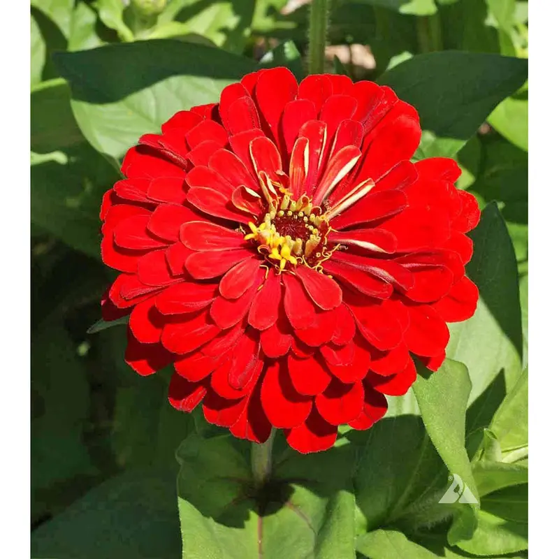 Cherry Queen Zinnia Seeds – Compact, Deep-Red Double Blooms 1