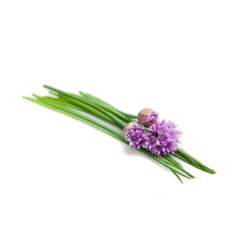 Chives Seeds – Easy-Growing Onion-Flavored Culinary Herb (9914400) 1