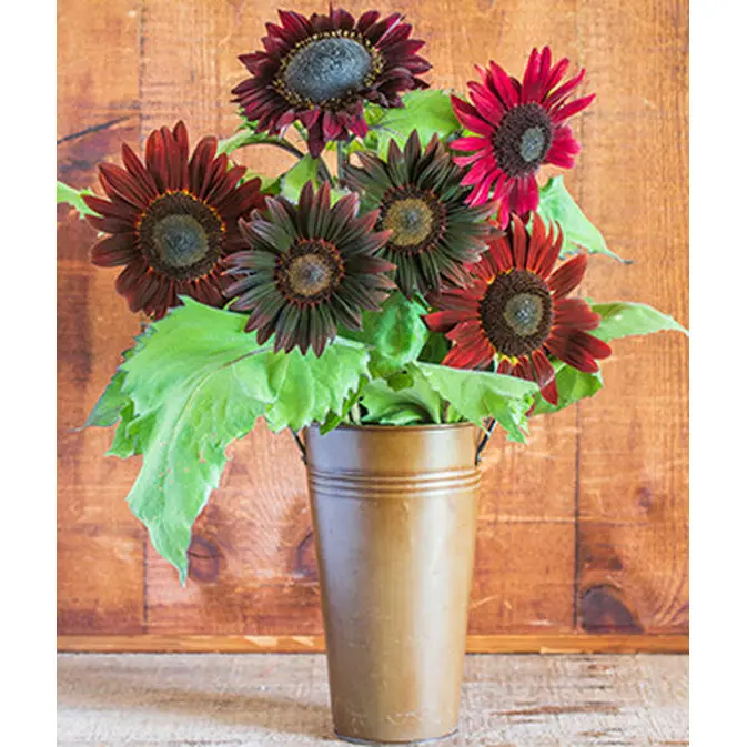 Chocolate Cherry Sunflower Seeds – Edible Flower & Seed Variety 1
