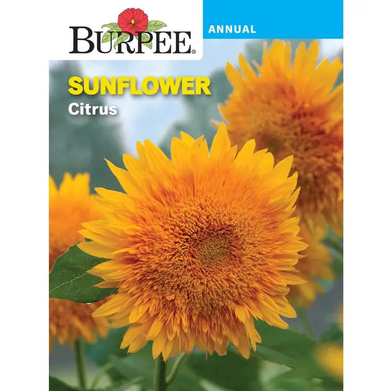 Citrus Sunflower Seed Pack – Bright Yellow, Lemon-Scented Blooms (Sku 44137) 1