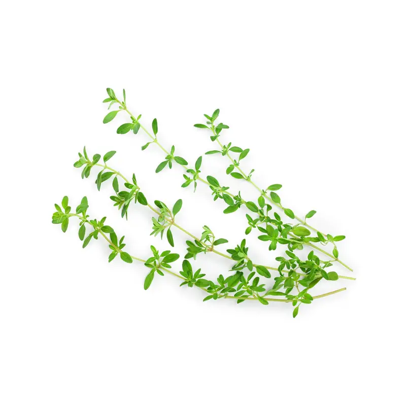 Common Thyme Herb Seeds – Culinary & Medicinal Perennial (9915600) 1