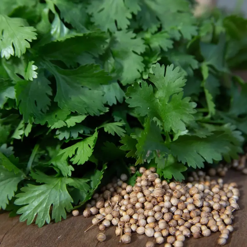 Coriander Seeds – Dual-Purpose Herb: Cilantro Leaves & Spice Seeds (9914500) 1