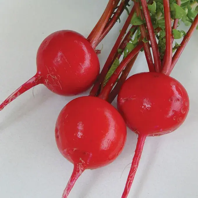 Crimson Giant Radish Seeds – Fast-Growing Root Vegetable Pack 1