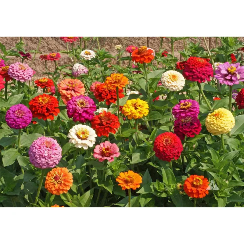 Cut-And-Come-Again Zinnia Flower Seeds – Continuous Bloom Variety 1