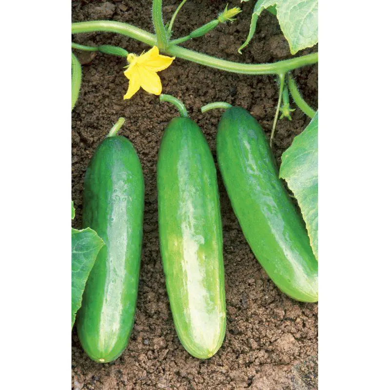 Diva Hybrid Cucumber Seeds – Parthenocarpic, Seedless, Patio-Friendly Type 1