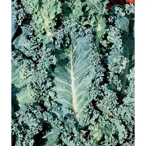 Dwarf Blue Curled Kale Seeds – Compact, Nutrient-Rich Heirloom Greens 1