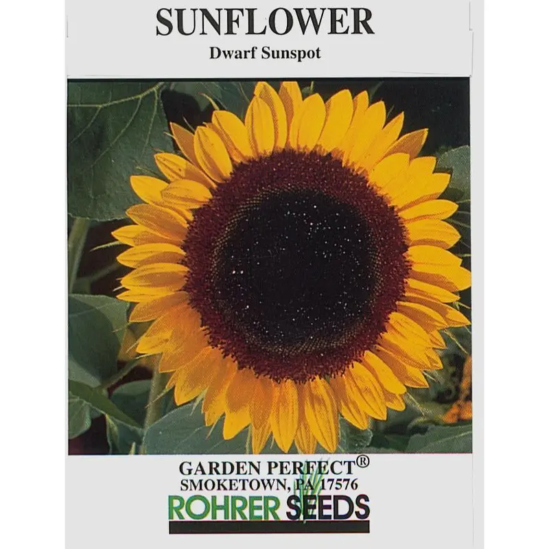 Dwarf Sunspot Sunflower Seeds – Cheerful Yellow Miniature Sunflowers 1