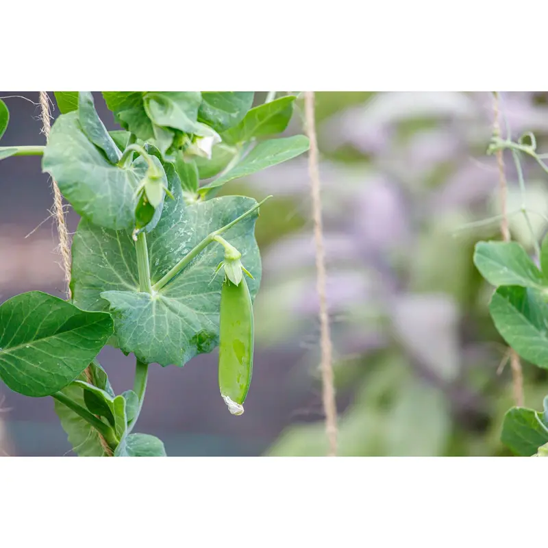 Dwarf White Blossom Sugar Pea Seeds (9916002) 1