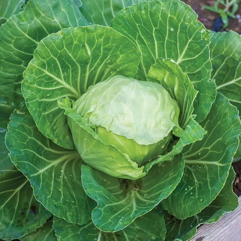 Earliana Cabbage Seeds – Early-Season, Solid-Head Green Cabbage Pack 1