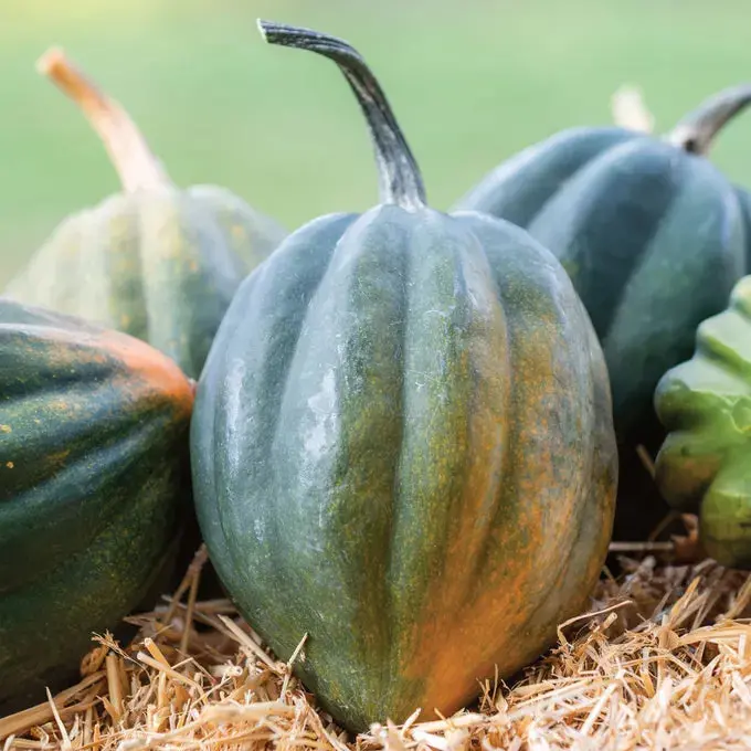 Early Acorn Winter Squash Seeds – Nutty, Ribbed Butternut-Type Pack 1