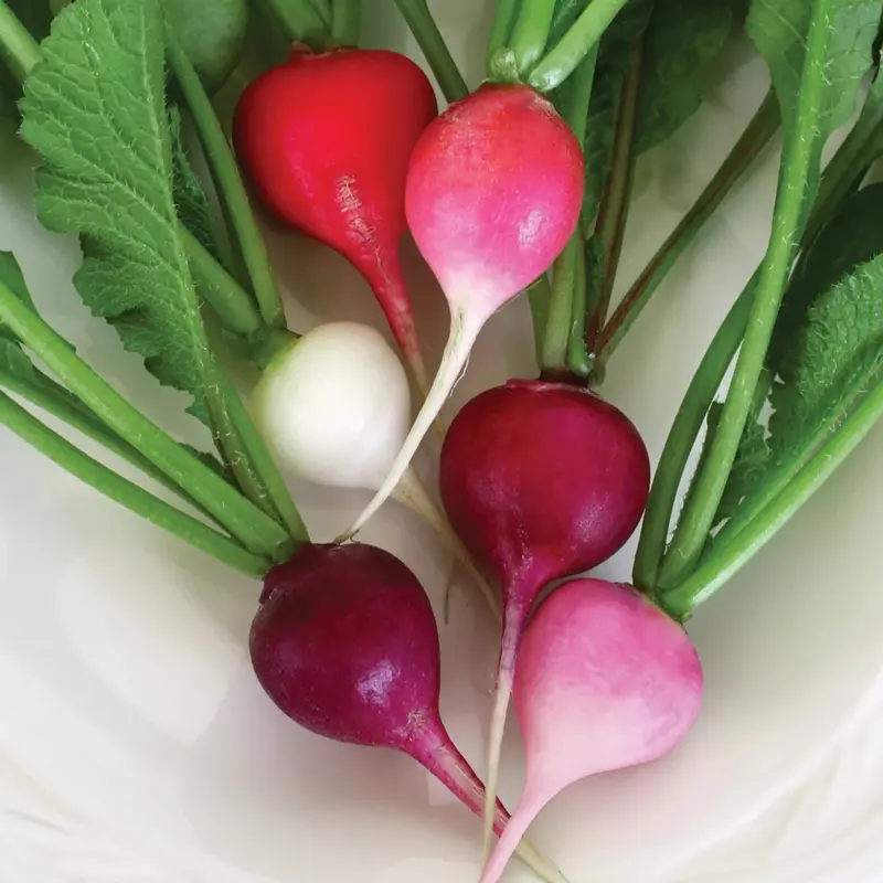 Easter Egg Ii Radish Seeds (Multi-Color, Quick-Growing) 1